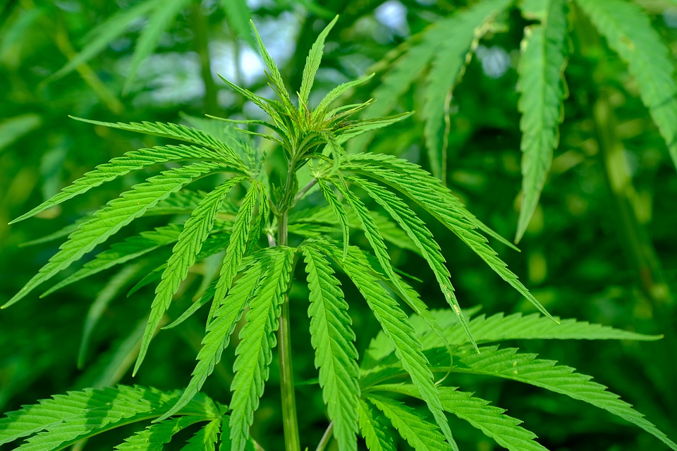 Microtirannide di Stato: la canapa sativa è legale, ma solo “dopo”