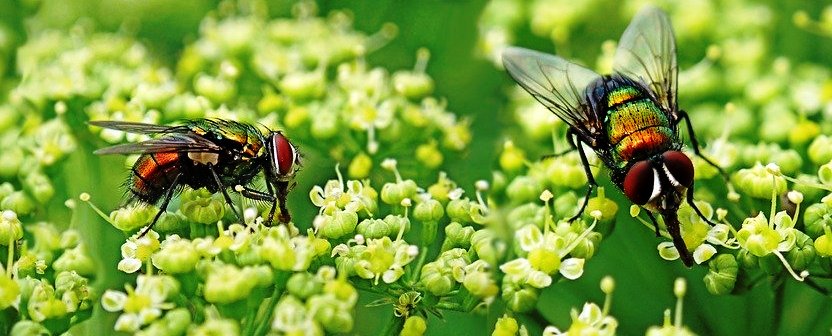 Il grano negato ai sardi liberi. Ma che cos’è la Coldiretti?